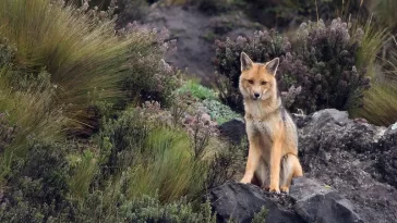 El encanto de la Reserva Ecológica Antisana