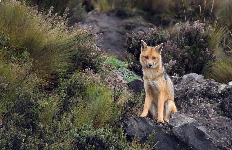 El encanto de la Reserva Ecológica Antisana