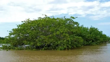 Un refugio silvestre en Esmeraldas