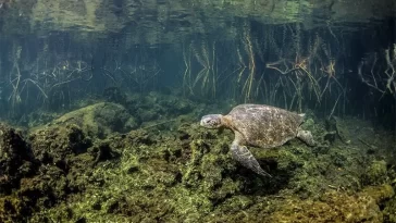 Ecuador tiene un Santuario Marino Islas Galápagos