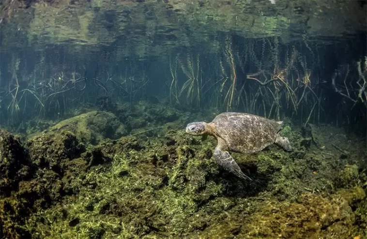 Ecuador tiene un Santuario Marino Islas Galápagos