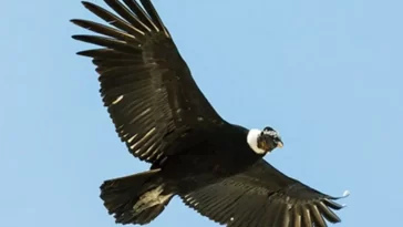 El cóndor andino y su majestuosidad