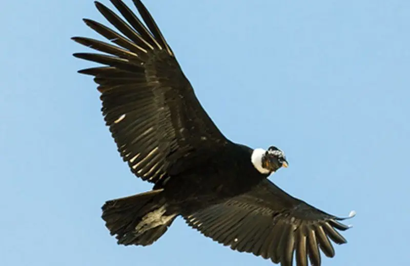 El cóndor andino y su majestuosidad