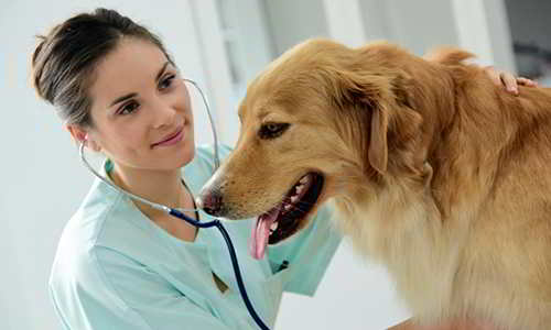 Seguros de salud para mascotas Ideas de negocios rentables