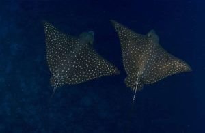 12 de febrero días de las Islas Galápagos