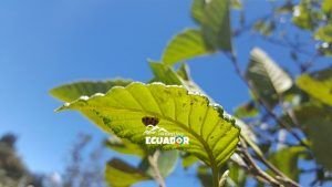Parque Metropolitano Quito Ecuador