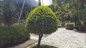 Atractivo turístico: Así es el Jardín Botánico de Quito