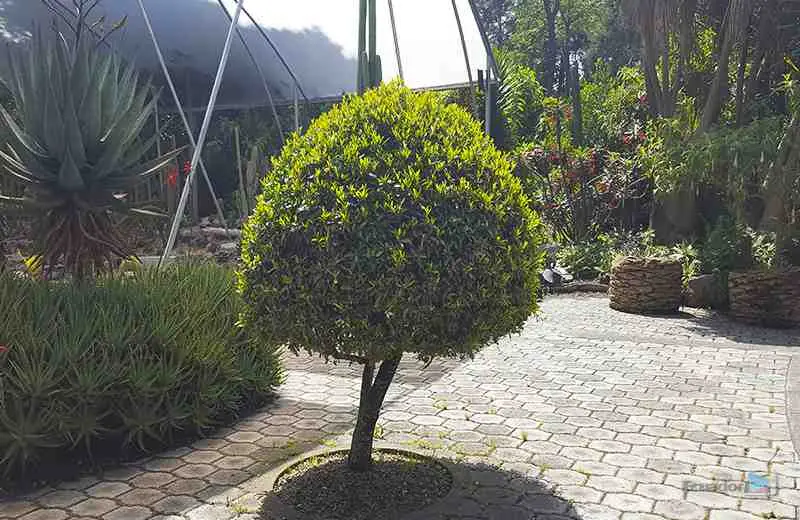 Atractivo turístico: Así es el Jardín Botánico de Quito