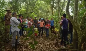 Cantonización de Quevedo Agricultura en Quevedo