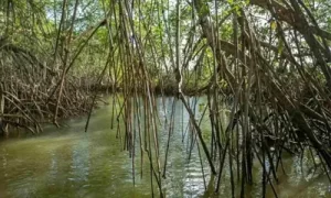 Cantonización de Eloy Alfaro Manglares