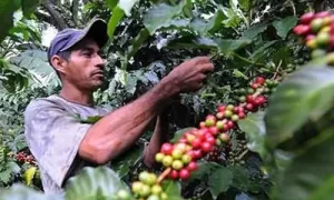 Independencia de Jipijapa Sultana del café