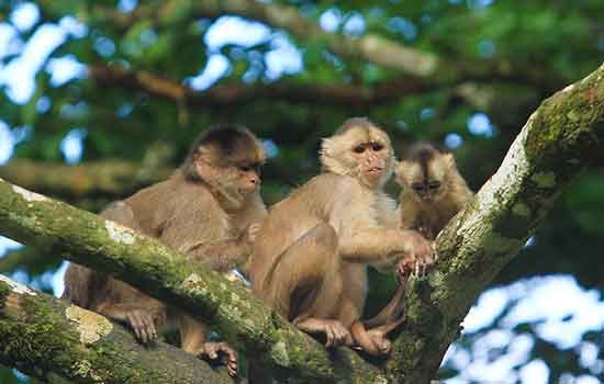 Puerto MIsahualli Napo Ecuador