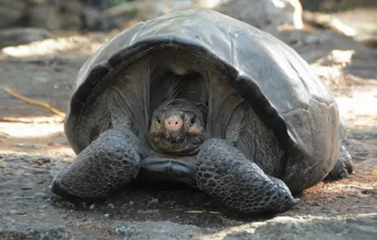 Tortuga galápago de las Islas Galápagos