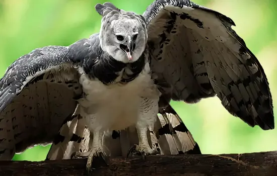 Águila Harpía Ecuador Especies Emblemáticas