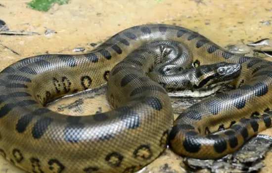 Anaconda Ecuador Especies Emblemáticas