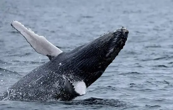 Ballena Jorobada Ecuador Especies Emblemáticas