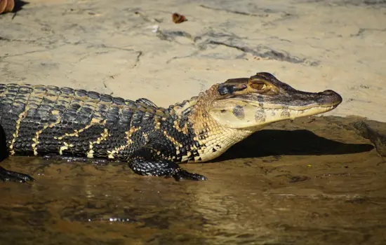 Caimán Negro Amazónico Ecuador Especies Emblemáticas