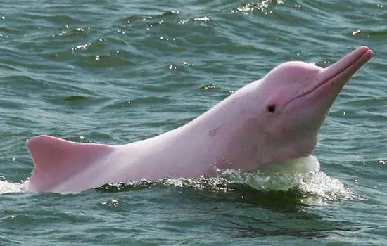 Delfín Rosado Ecuador Especies Emblemáticas