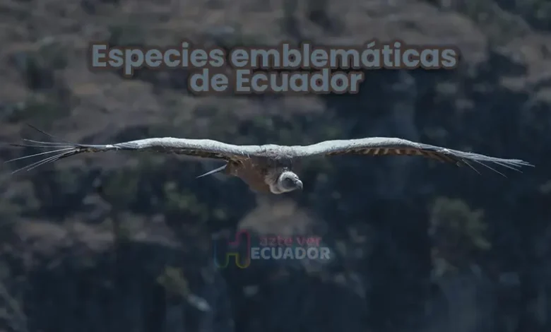 Las 31 especies más emblamáticas de Ecuador