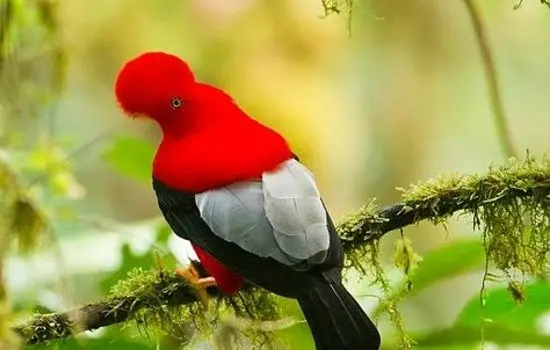Gallito de la Peña Ecuador Especies Emblemáticas