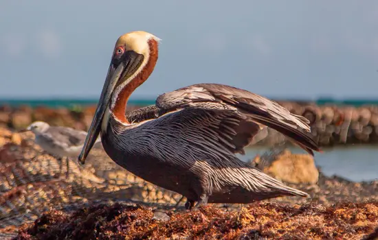 Pelícano Pardo Ecuador Especies Emblemáticas
