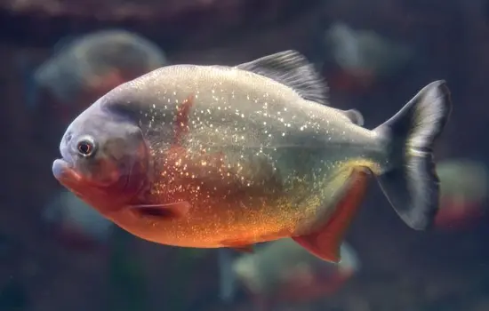 Piraña Roja Ecuador Especies Emblemáticas