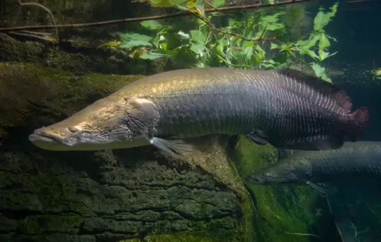 Pirarucu Ecuador Especies Emblemáticas