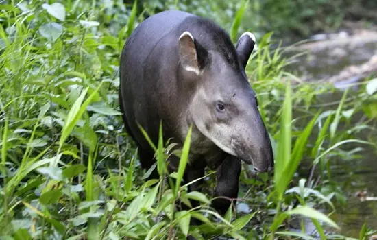 Tapir Amazónico ecuatoriano Especies Emblemáticas