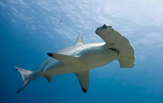 Tiburón Martillo de Galápagos Especies Emblemáticas