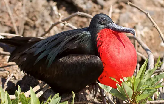 Fragata Magnífica Ecuador Especies Emblemáticas