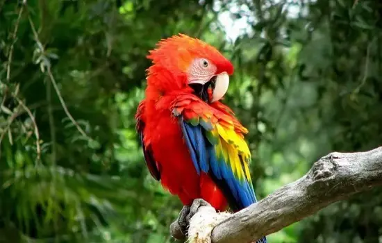 Guacamayo Rojo Ecuador Especies Emblemáticas