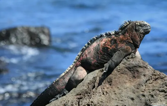 Iguana Marina Ecuador Especies Emblemáticas