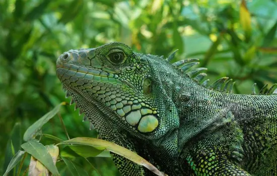 Iguana Verde Ecuador Especies Emblemáticas