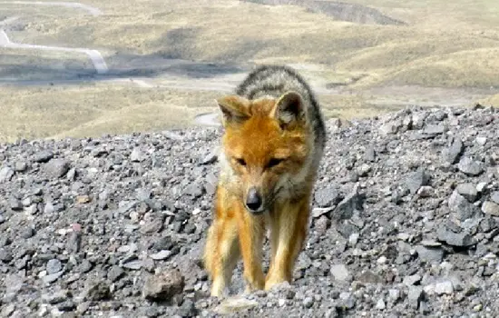 Lobo Andino ecuatoriano Especies Emblemáticas