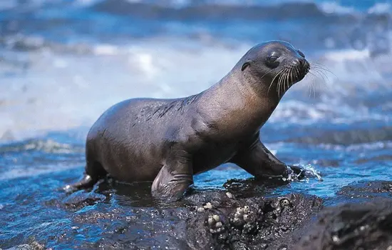 Lobo marino Galápagos Ecuador Especies Emblemáticas