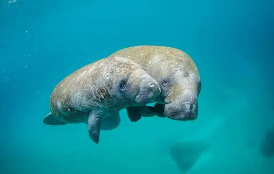 Manatí amazónico Ecuador Especies Emblemáticas
