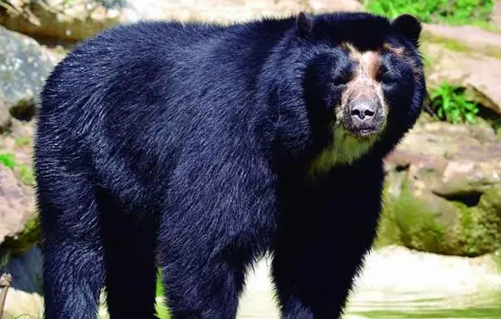 Odo de anteojos ecuatoriano Especies Emblemáticas