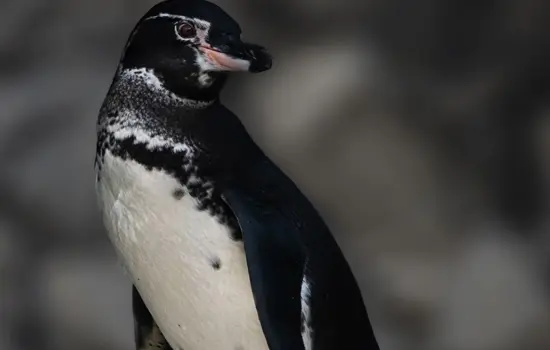 Pingüino de Galápagos Ecuador Especies Emblemáticas