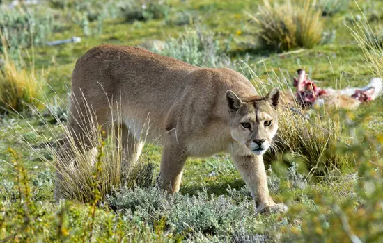 Puma ecuatoriano Especies Emblemáticas