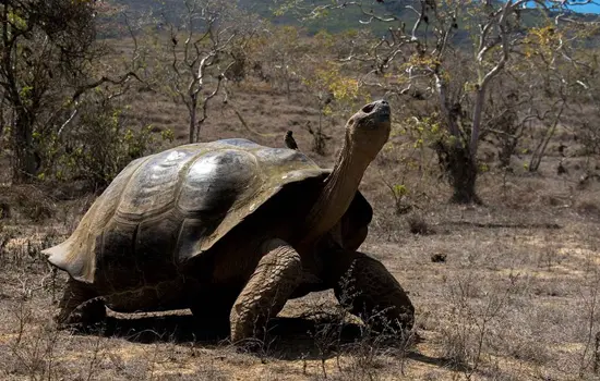 Tortuga Gigante de Galápagos Ecuador Especies Emblemáticas