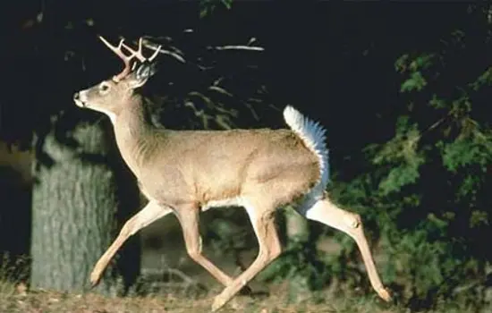 Venado de Cola Blanca Ecuador Especies Emblemáticas