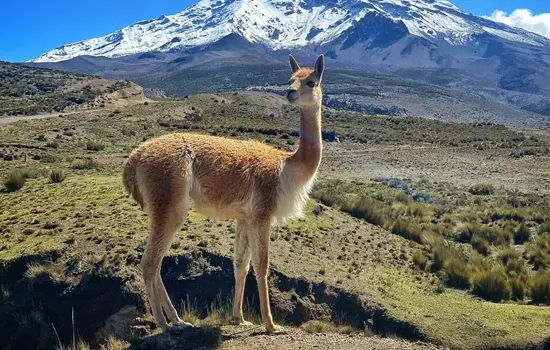 Vicuña ecuatoriano Especies Emblemáticas