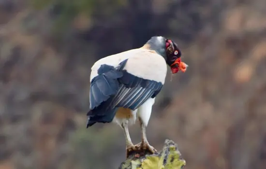 Zopilote Rey Ecuador Especies Emblemáticas