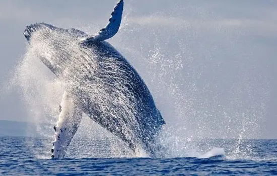 Ballena jorobada en la playa de Ballenita Santa Elena
