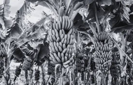 Cultivo de banano 1960 Santa Rosa