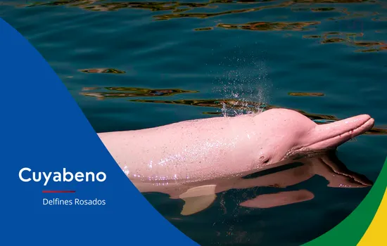 Delfines rosados como atractivo turístico. Qué hacer en Carnaval 2026